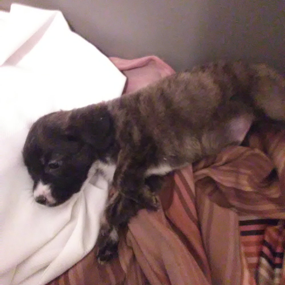 Puppie